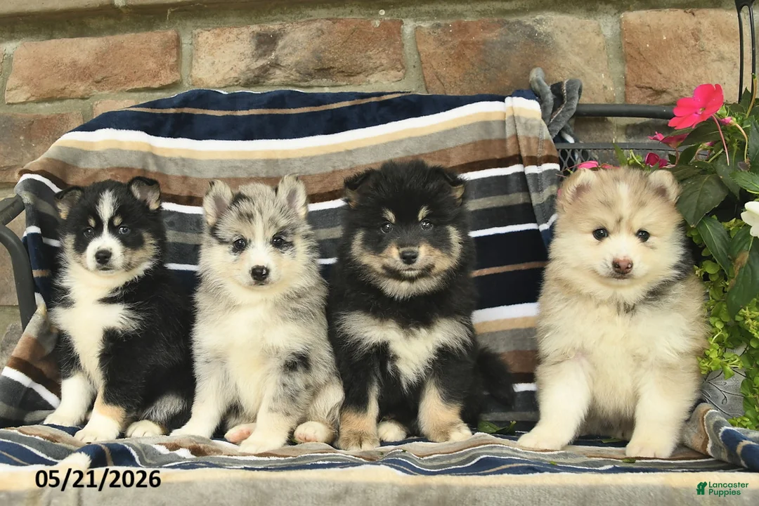 Pomsky dogs for sale: Fluffy  - Ad 3