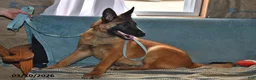 Belgian Malinois dogs for sale: Diesel - Ad 5