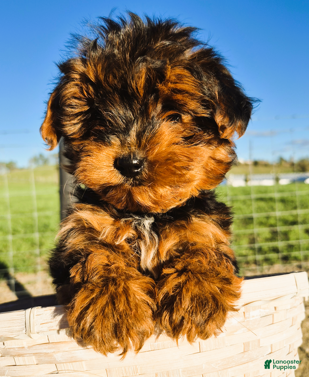 Yorkshire Terrier dogs for sale: Curly P - Ad 1