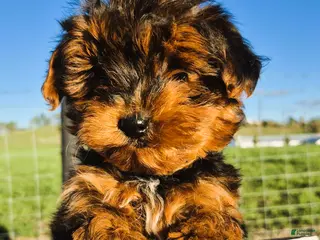 Yorkshire Terrier dogs Curly P - Ad 5