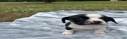 Mixed Breed dogs for sale: Emmylou - Ad 2