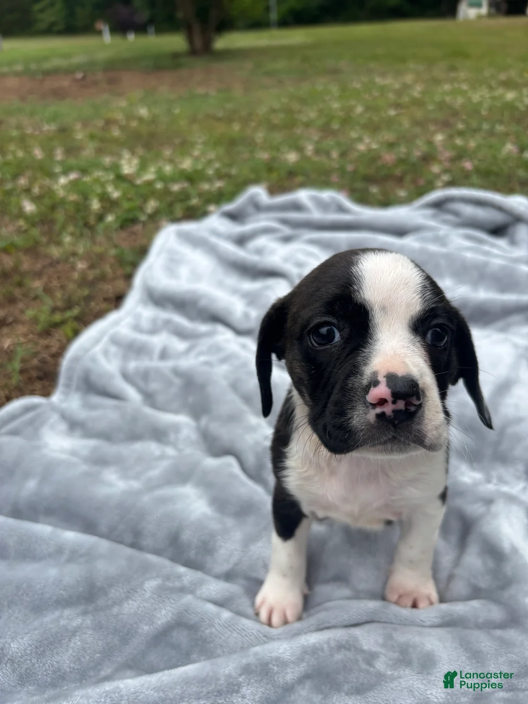 Mixed Breed dogs for sale: Emmylou - Ad 2