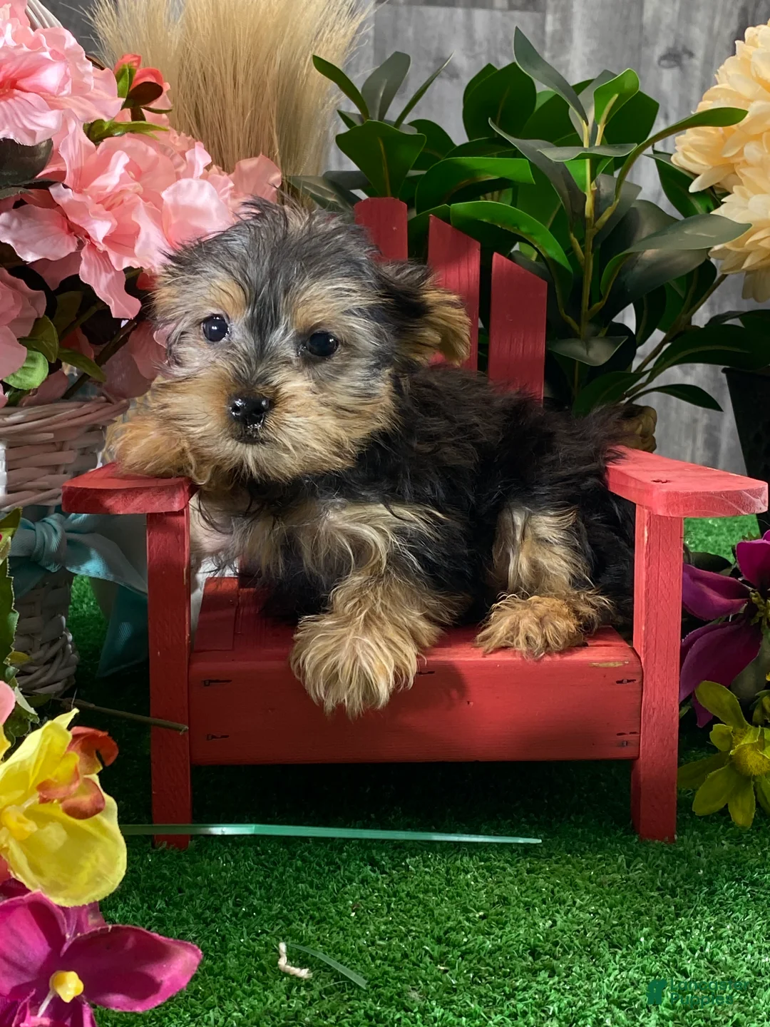 Yorkshire Terrier dogs for sale: Yogi  - Ad 3