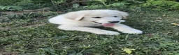 Great Pyrenees dogs for sale: Keilah  - Ad 7