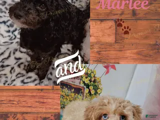 Toy Poodle dogs Toy Poodle Puppy 2 - Ad 6