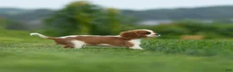 Cavalier King Charles Spaniel dogs for sale: Ranger Cavalier King Charles Spaniel  - Ad 3