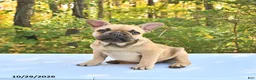 French Bulldog dogs for sale: Bella   - Ad 3