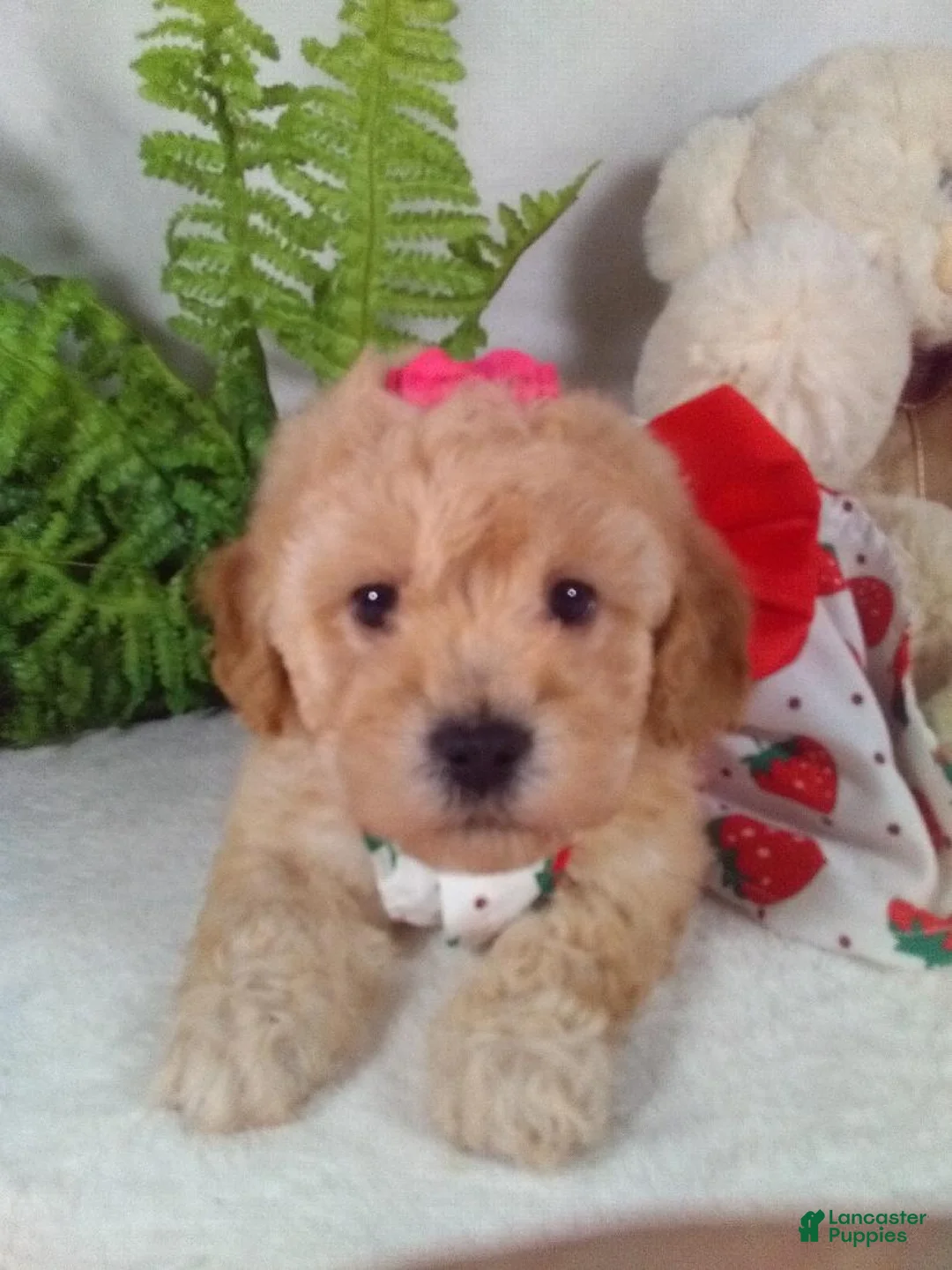 Bichpoo dogs for sale: Jana - Ad 2