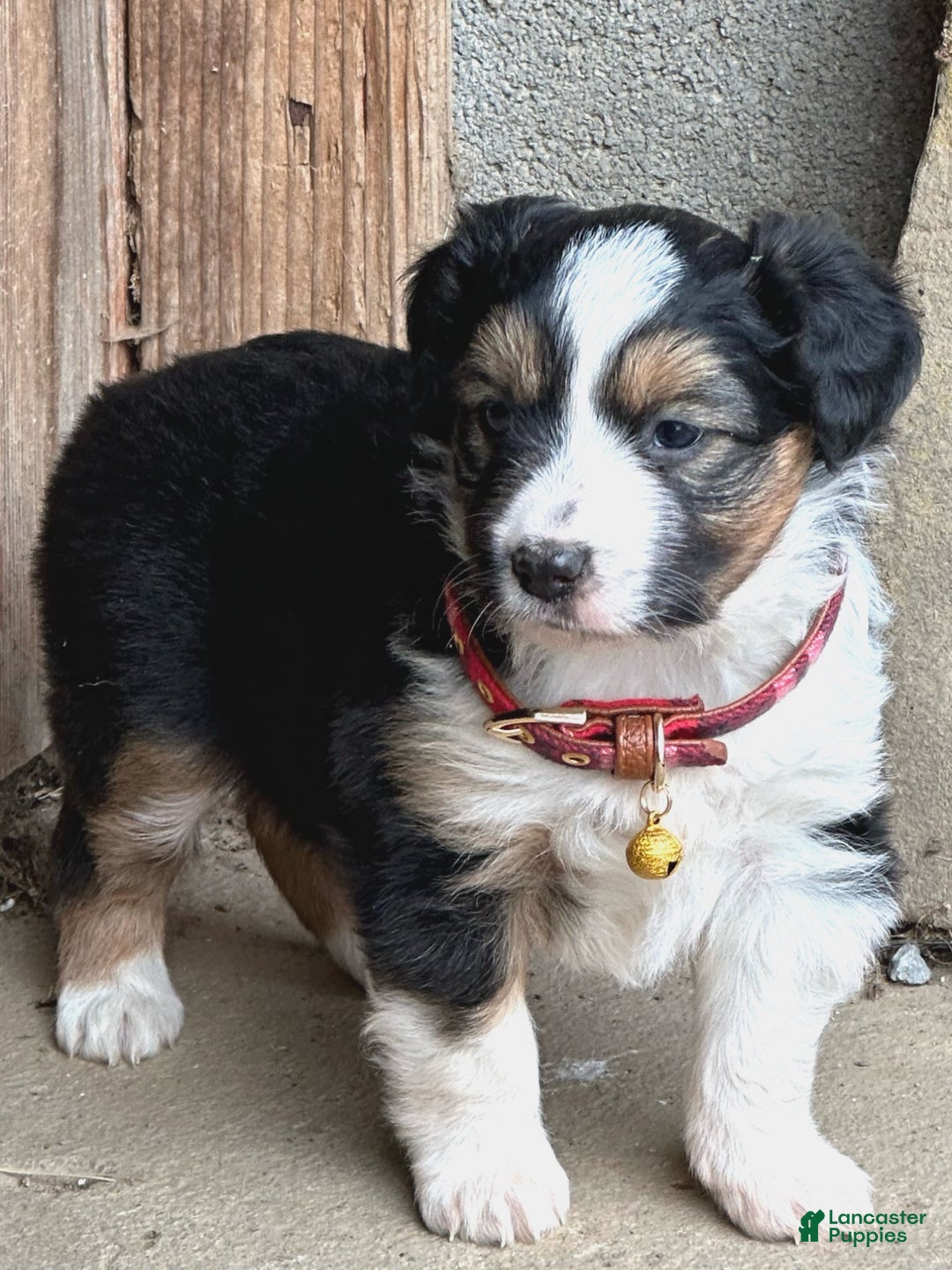 Miniature Australian Shepherd dogs for sale: Ivy - Ad 5