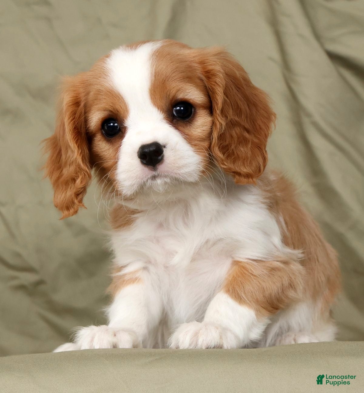 Cavalier King Charles Spaniel dogs Mitch - Ad 1