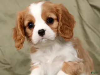 Cavalier King Charles Spaniel dogs for sale: Mitch - Ad 1