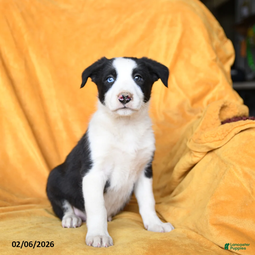 Border Collie dogs for sale: Wonton - Ad 1