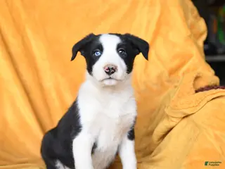 Border Collie dogs Wonton - Ad 33