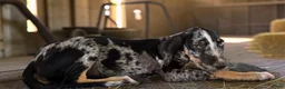 Catahoula Leopard Dog dogs for sale: Gypsie 2026 Male 3 - Ad 5