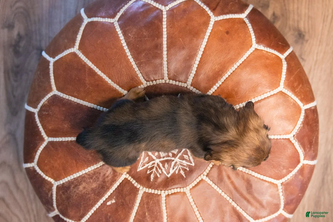 Miniature Dachshund dogs for sale: Pretzel von Pupperstein - Ad 6