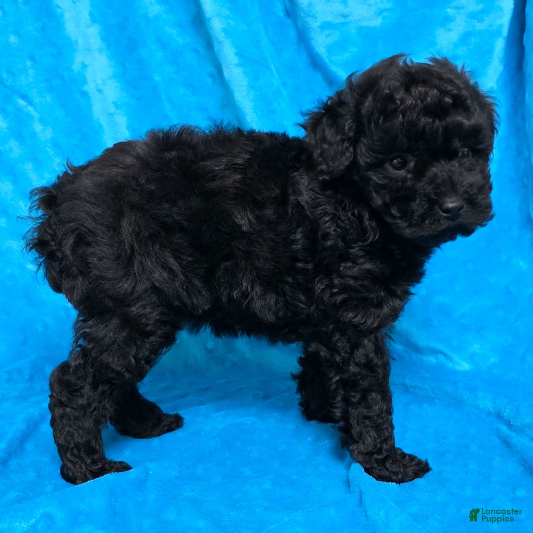 Mixed Breed dogs for sale: Dahlia - Ad 4