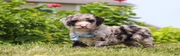 Mini Bernedoodle dogs for sale: Gabe - Ad 4