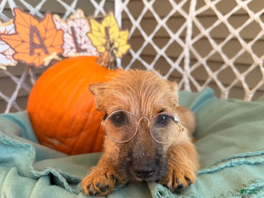 Cairn Terrier dogs for sale: Itsybitsy  - Ad 5