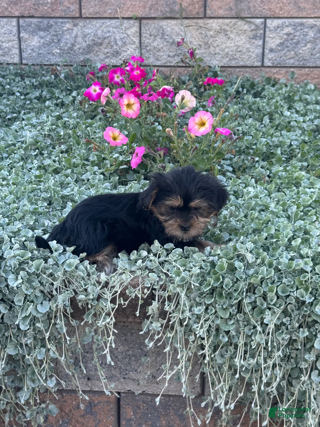 Shorkie dogs for sale: Alice - Ad 2