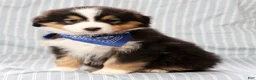 Australian Shepherd dogs for sale: Leo - Ad 9