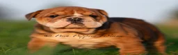 English Bulldog dogs for sale: Pearl AKC - Ad 3