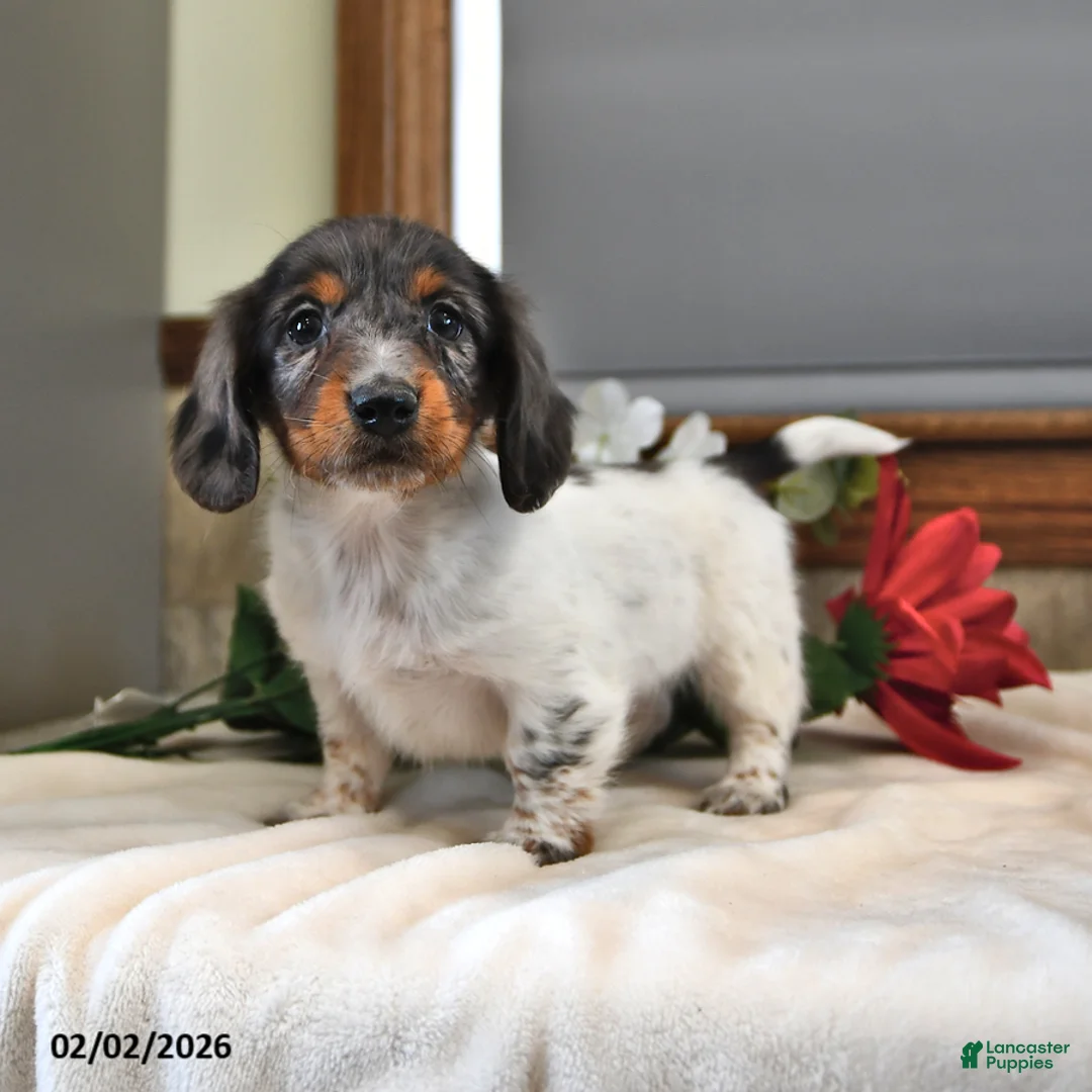 Miniature Dachshund dogs for sale: Basil - Ad 3