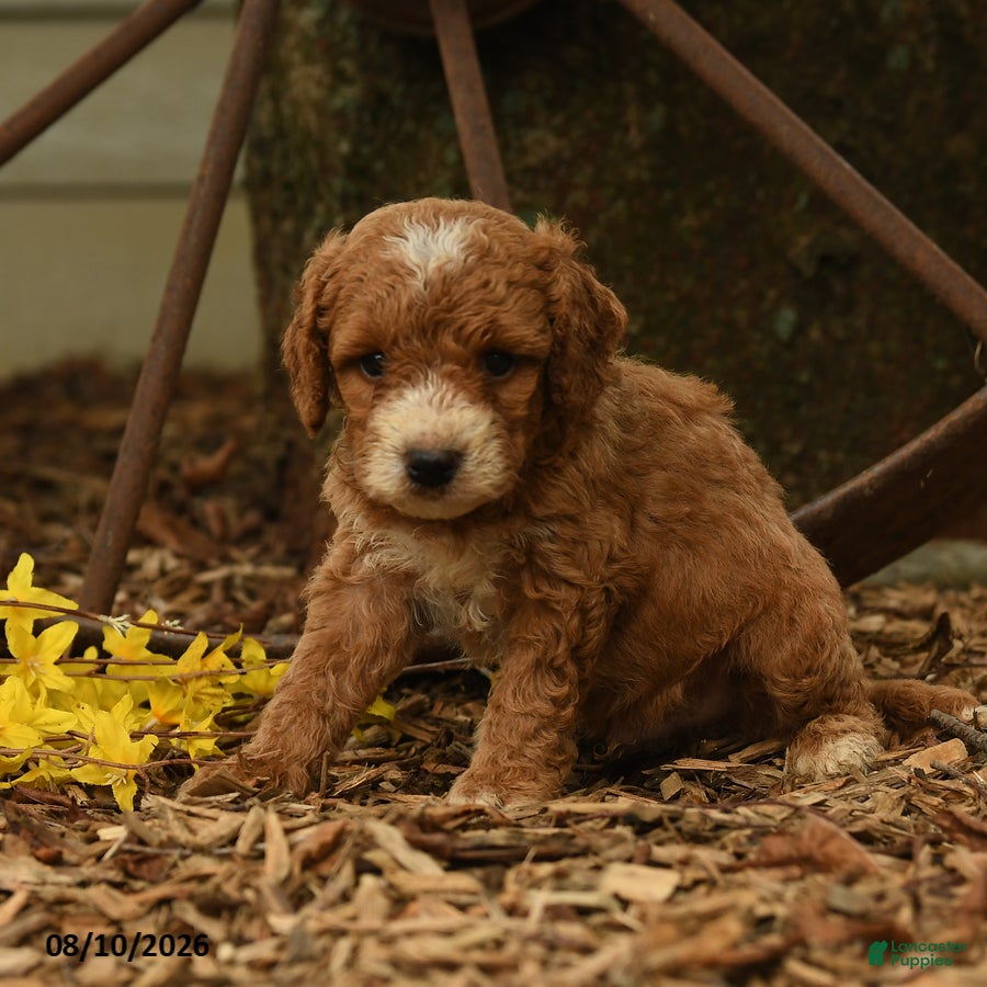 Goldendoodle dogs Oliver - Ad 2