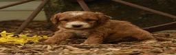Goldendoodle dogs for sale: Oliver - Ad 2