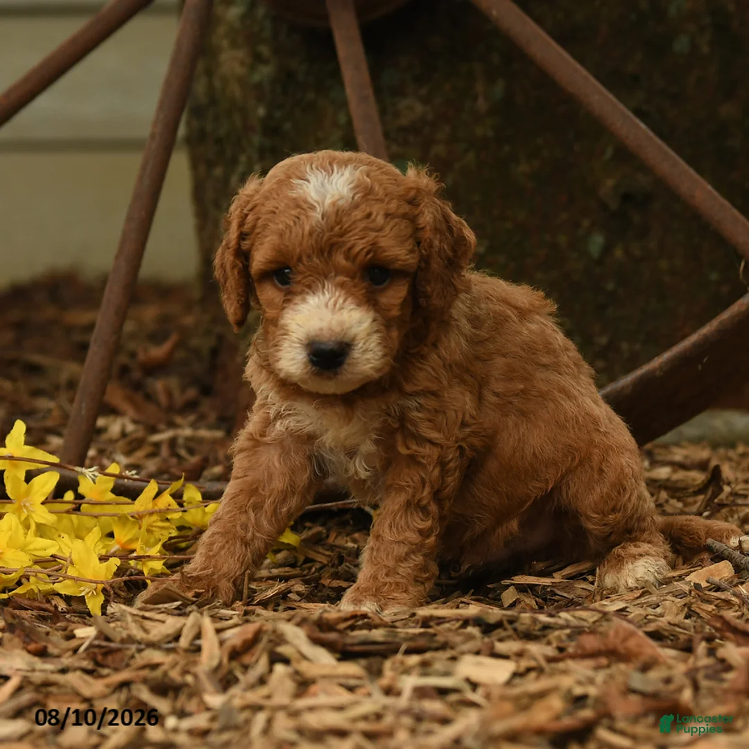 Goldendoodle dogs for sale: Oliver - Ad 2