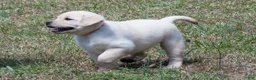 Labrador Retriever dogs for sale: Konner - Ad 2