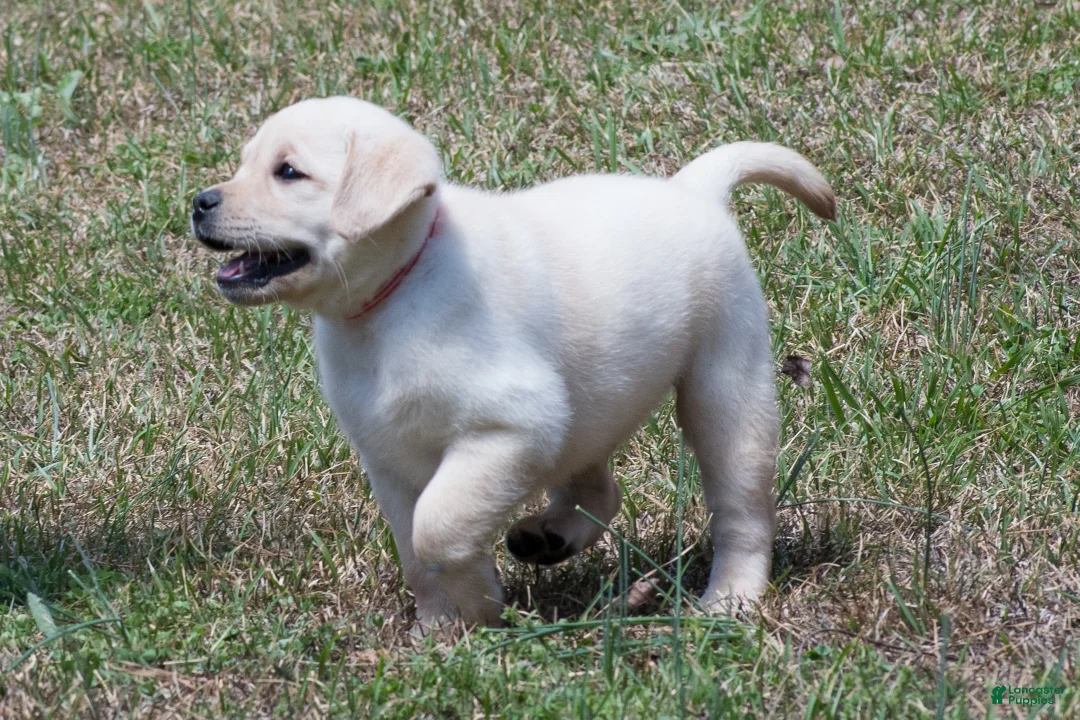 Labrador Retriever dogs for sale: Konner - Ad 2