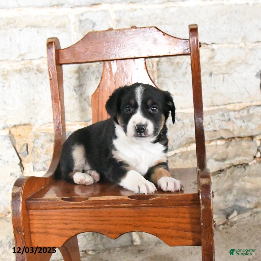 Mini Aussiedoodle dogs Cowboy - Ad 40