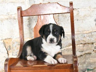 Mini Aussiedoodle dogs Cowboy - Ad 7