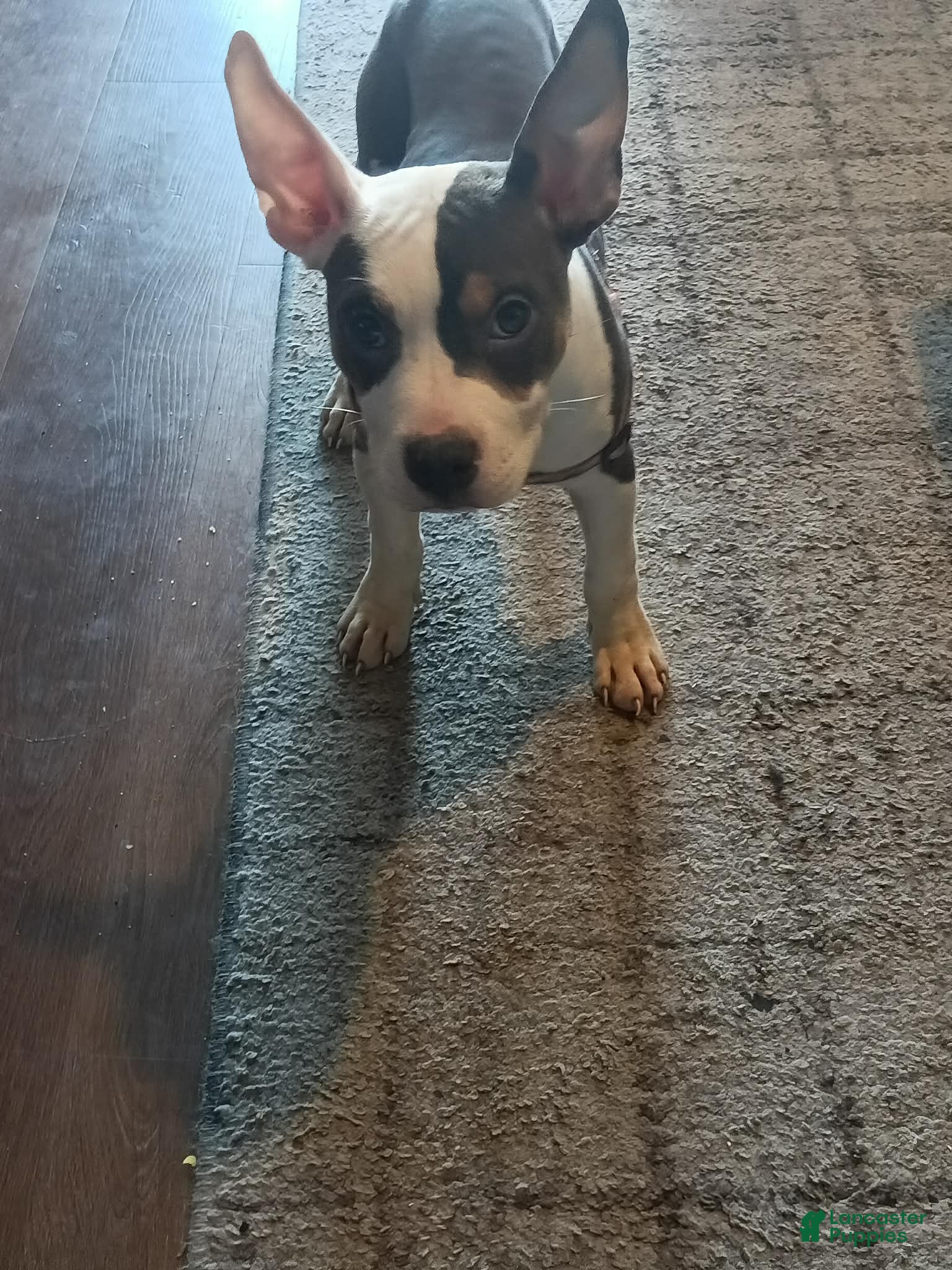 American Bully dogs American Bully Puppy 1 - Ad 20