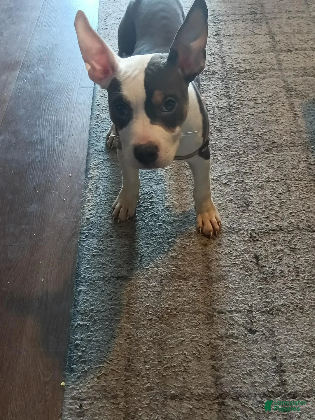 American Bully dogs for sale: American Bully Puppy 1 - Ad 1