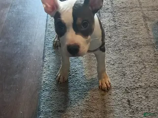 American Bully dogs American Bully Puppy 1 - Ad 35