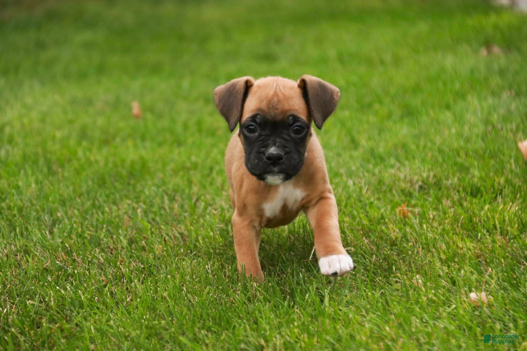 Boxer dogs for sale: Ruby - Ad 9