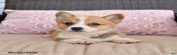 Welsh Corgi Pembroke dogs for sale: Muffin - Ad 5