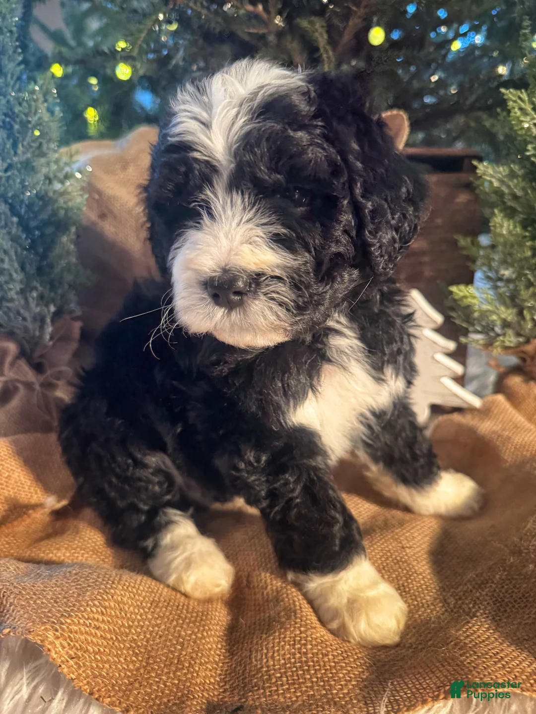 Bernedoodle dogs for sale: Australian Mountain Doodle Fuller - Ad 5