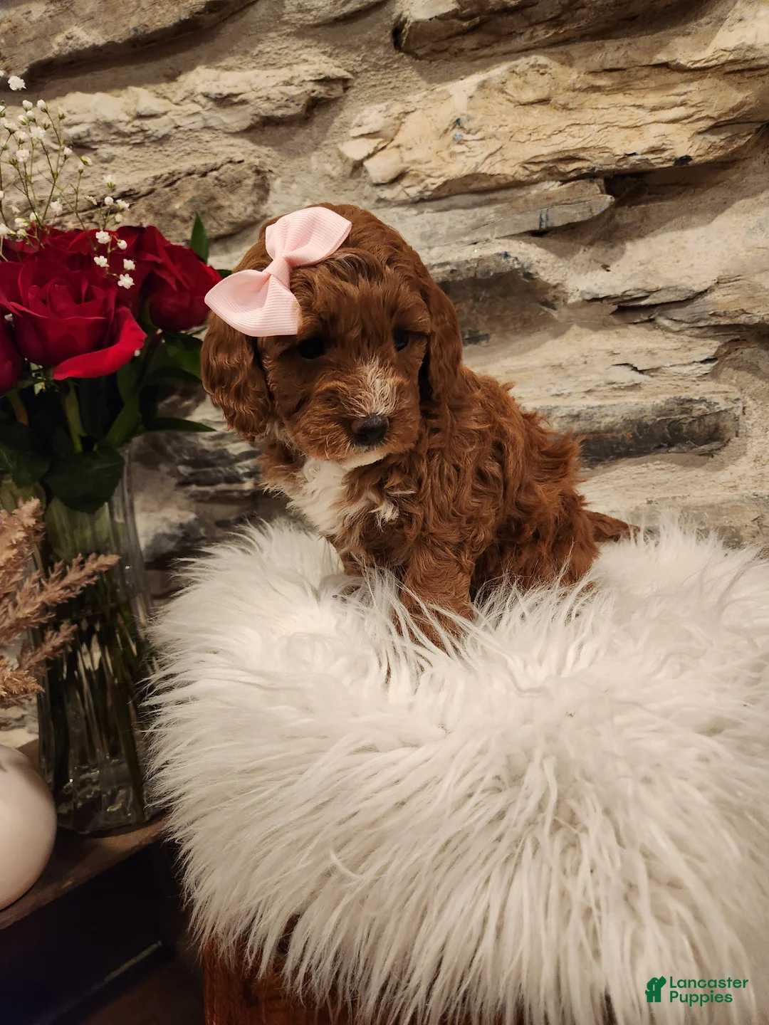 Mini Bernedoodle dogs for sale: CANDY - MINI BERNEDOODLE LOVELY PUPPY (RICHLAND, PA) - F1BB - Ad 4