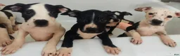 Mixed Breed dogs for sale: Lucky  - Ad 1