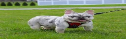 French Bulldog dogs for sale: Marlo - Ad 4