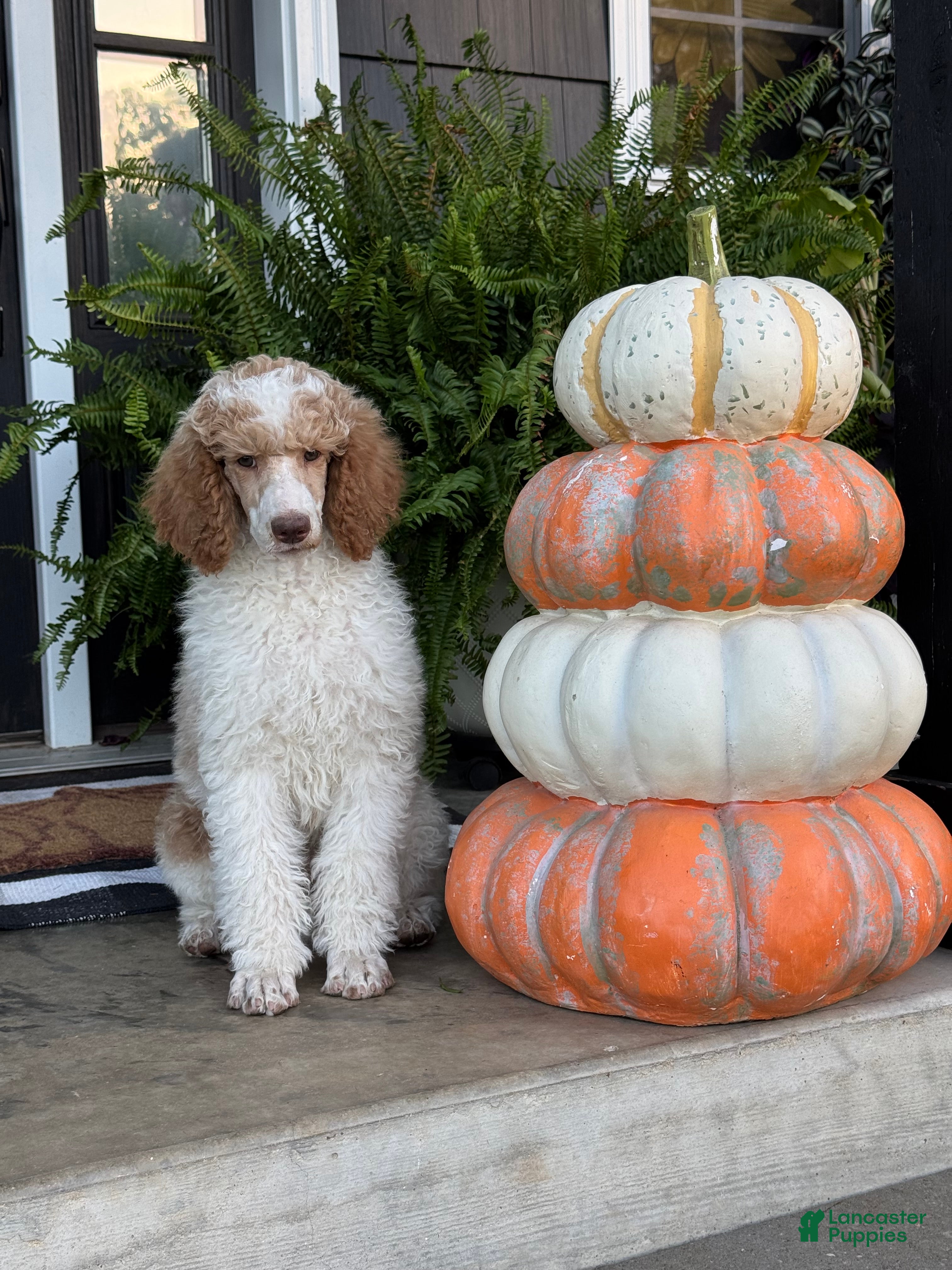 Standard Poodle dogs Sundown - Ad 2