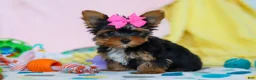 Yorkshire Terrier dogs for sale: Callie - Ad 4