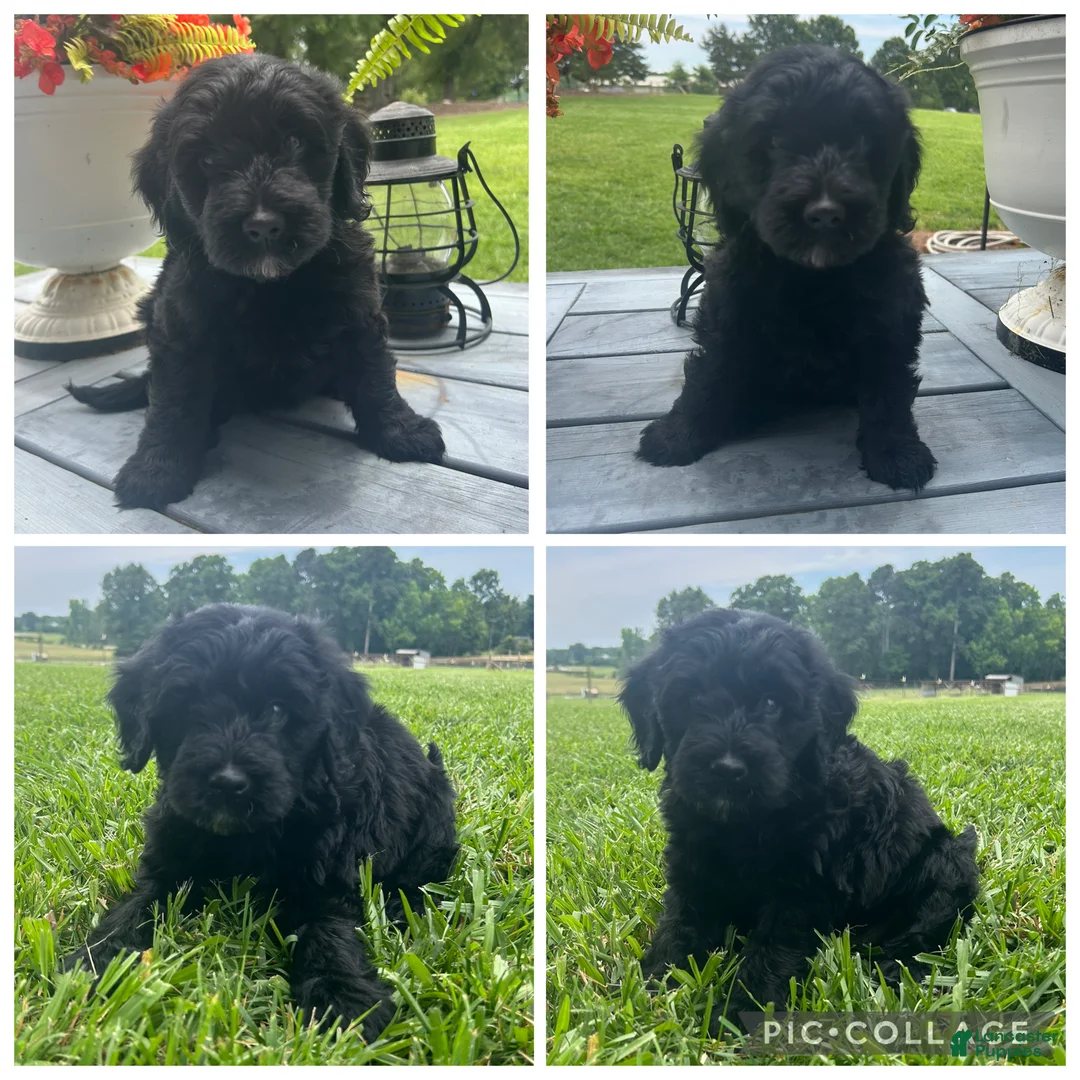 Goldendoodle dogs for sale: Black Girl - Ad 1