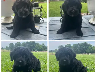 Goldendoodle dogs for sale: Black Girl - Ad 1
