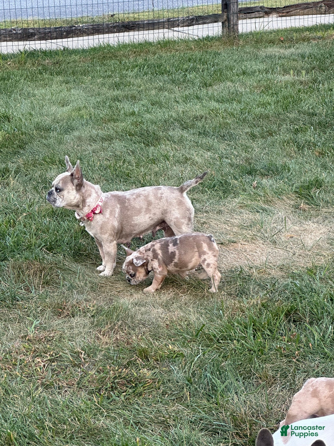 French Bulldog dogs for sale: Eva - Ad 5