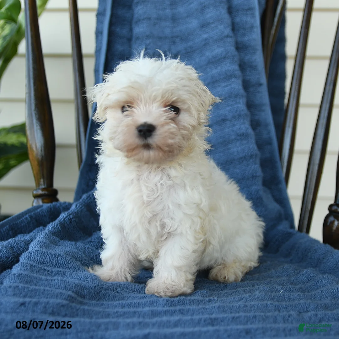 Maltese dogs for sale: Shane - Ad 1
