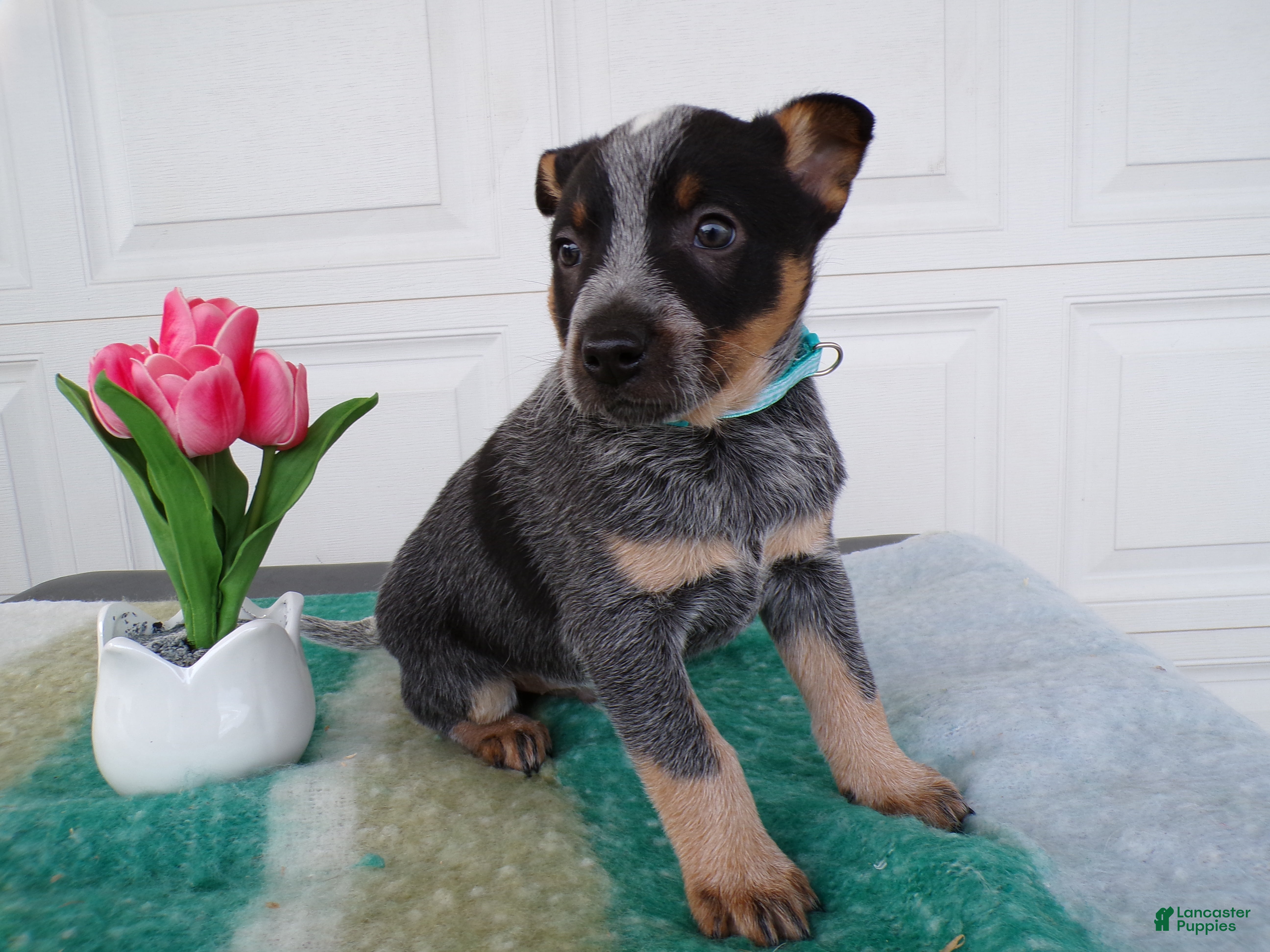 Australian Cattle Dog dogs Australian Cattle Dog Puppy 2 Kendell - Ad 40