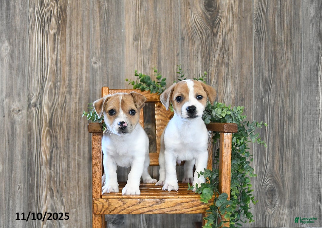 Jack Russell Terrier dogs for sale: Parker - Ad 2